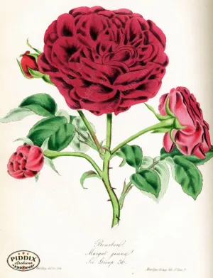 PDXC5248 -- Roses