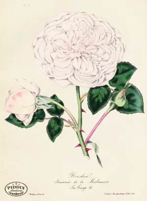 PDXC5249 -- Roses