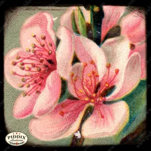 PDXC5455 -- Flora & Fauna