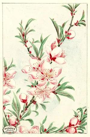 PDXC5486  -- Vintage Watercolor Florals