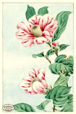PDXC5498  -- Vintage Watercolor Florals
