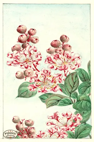 PDXC5499  -- Vintage Watercolor Florals