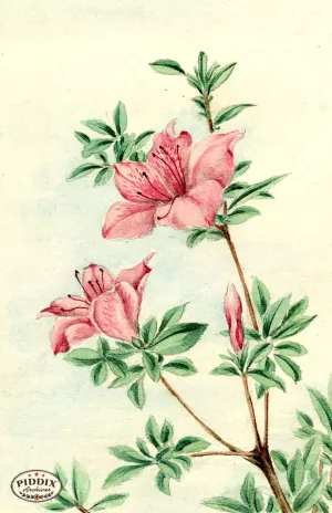 PDXC5502  -- Vintage Watercolor Florals