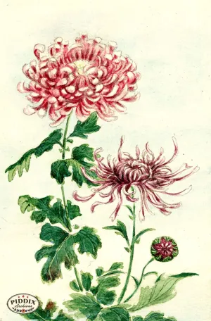 PDXC5504  -- Vintage Watercolor Florals