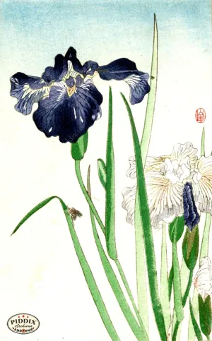 PDXC5506  -- Japanese Watercolors