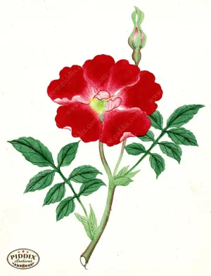 PDXC5514  -- Japanese Watercolors