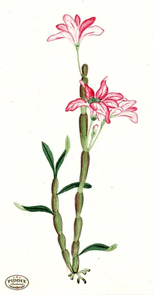 PDXC5518  -- Japanese Watercolors