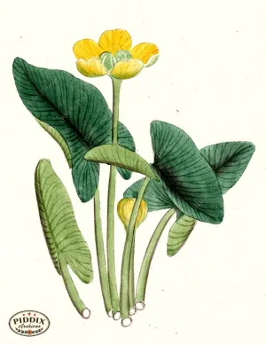 PDXC5523  -- Japanese Watercolors