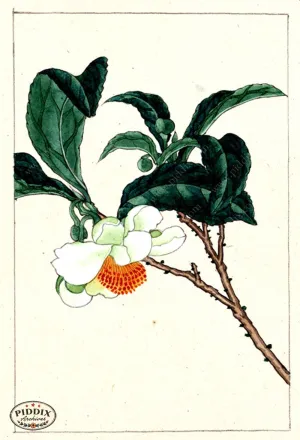 PDXC5528  -- Japanese Watercolors