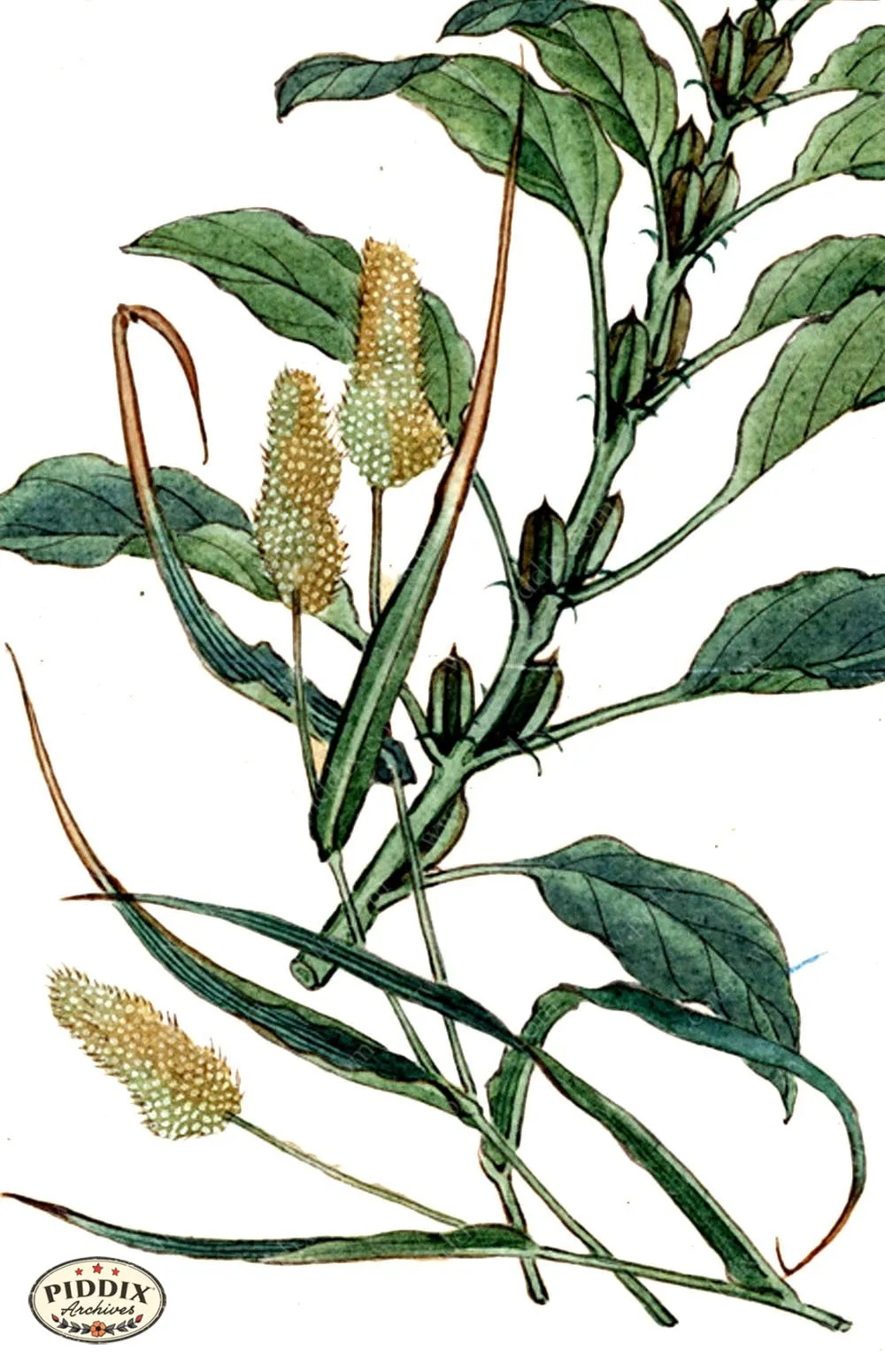PDXC5530  -- Japanese Watercolors
