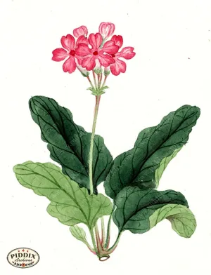 PDXC5537  -- Japanese Watercolors