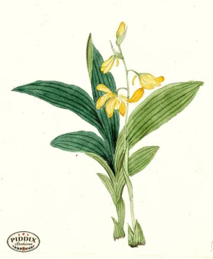 PDXC5539  -- Japanese Watercolors
