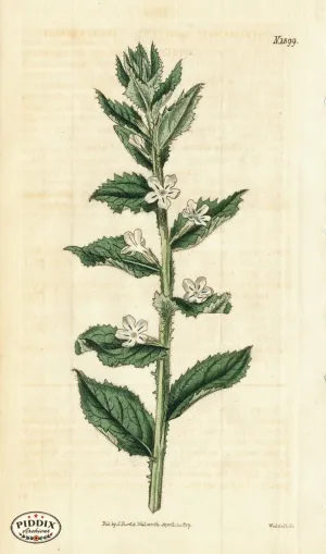 PDXC5681 -- Flowers