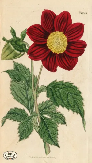 PDXC5692 -- Flowers