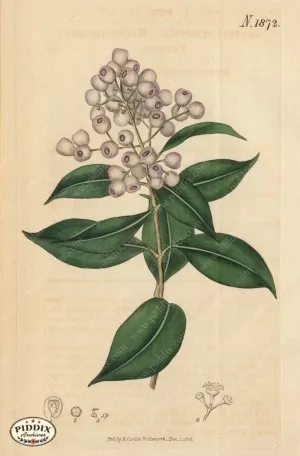 PDXC5705 -- Flowers