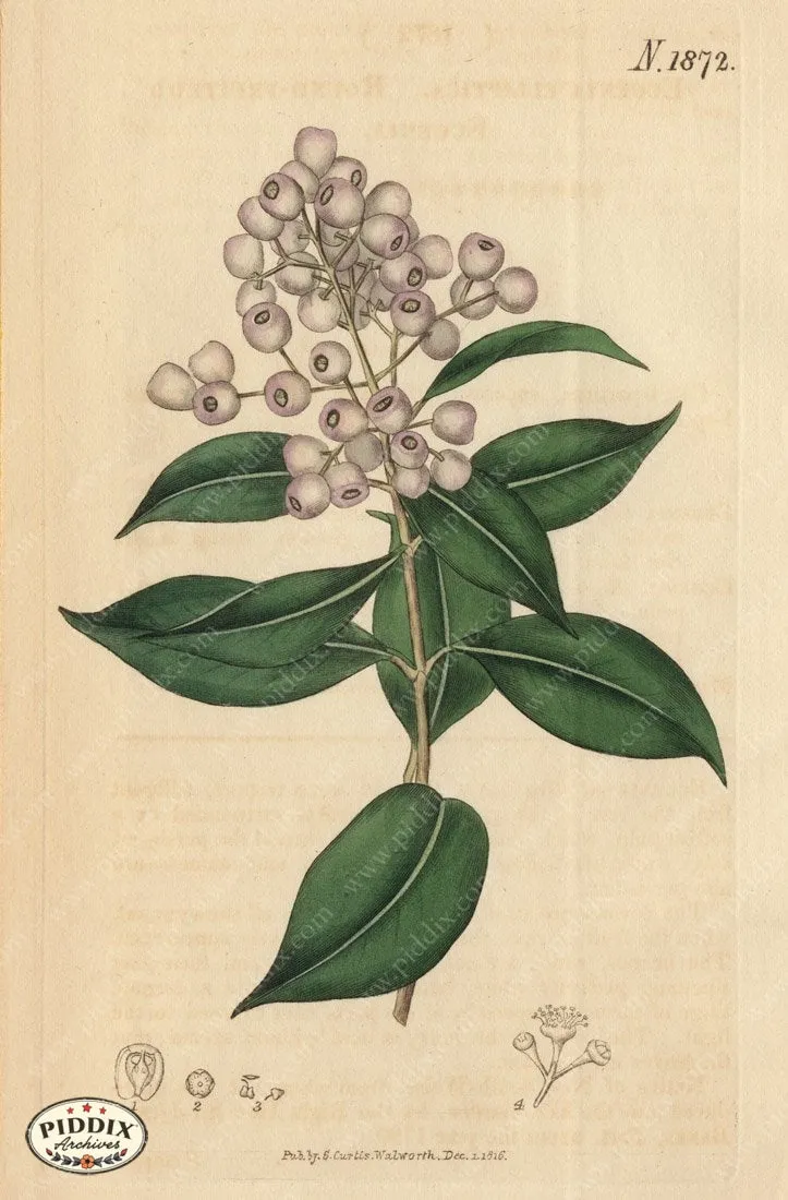 PDXC5705 -- Flowers