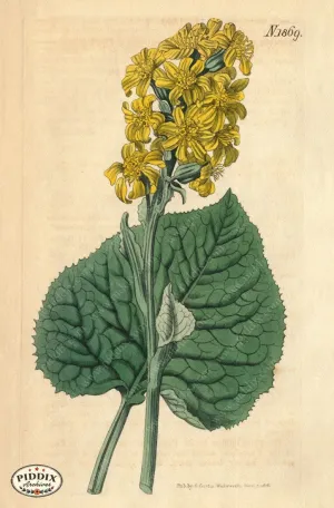 PDXC5708 -- Flowers