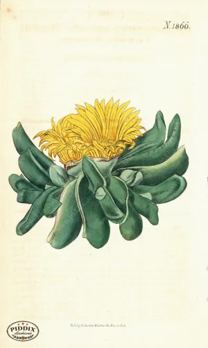 PDXC5709 -- Flowers