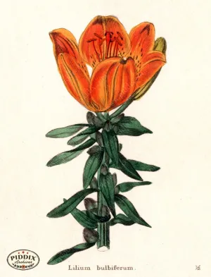 PDXC5715 -- Flowers
