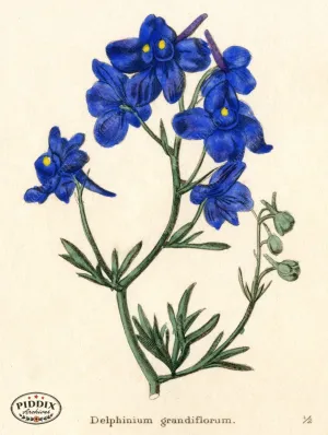 PDXC5718 -- Flowers
