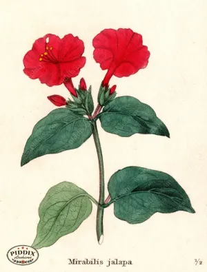 PDXC5721 -- Flowers