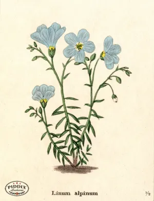 PDXC5722 -- Flowers