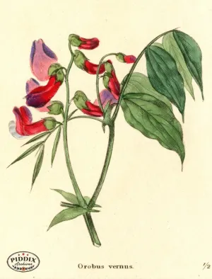 PDXC5725 -- Flowers