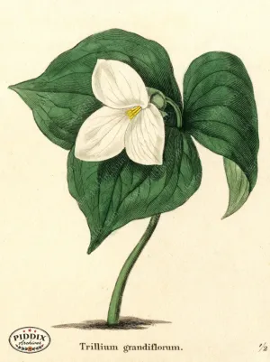 PDXC5726 -- Flowers