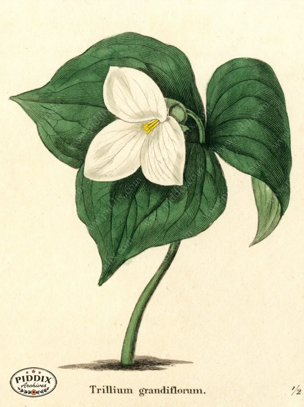 PDXC5726 -- Flowers