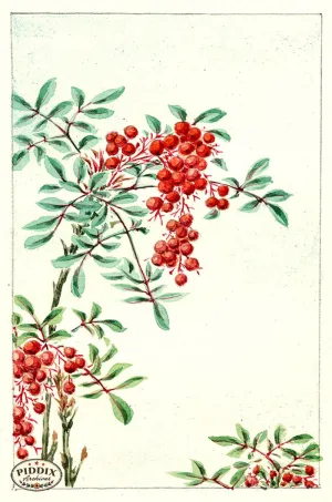 PDXC5842  -- Vintage Watercolor Florals