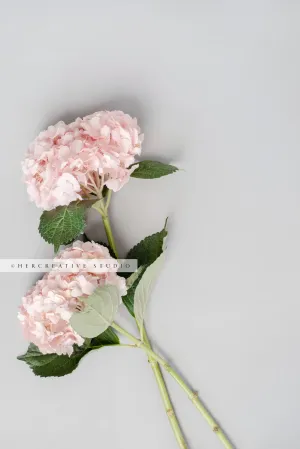 Pink Hydrangea on Grey Background. Stock Image