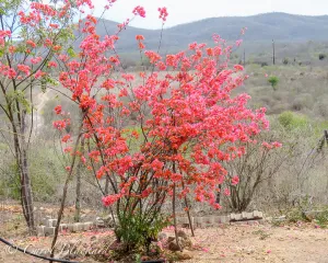 Red bush at one of the private birding pavilions we visited, Mexico