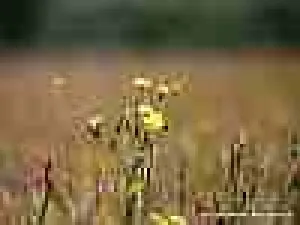 Smooth Hawksbeard - 0.2g