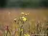 Smooth Hawksbeard - 0.2g