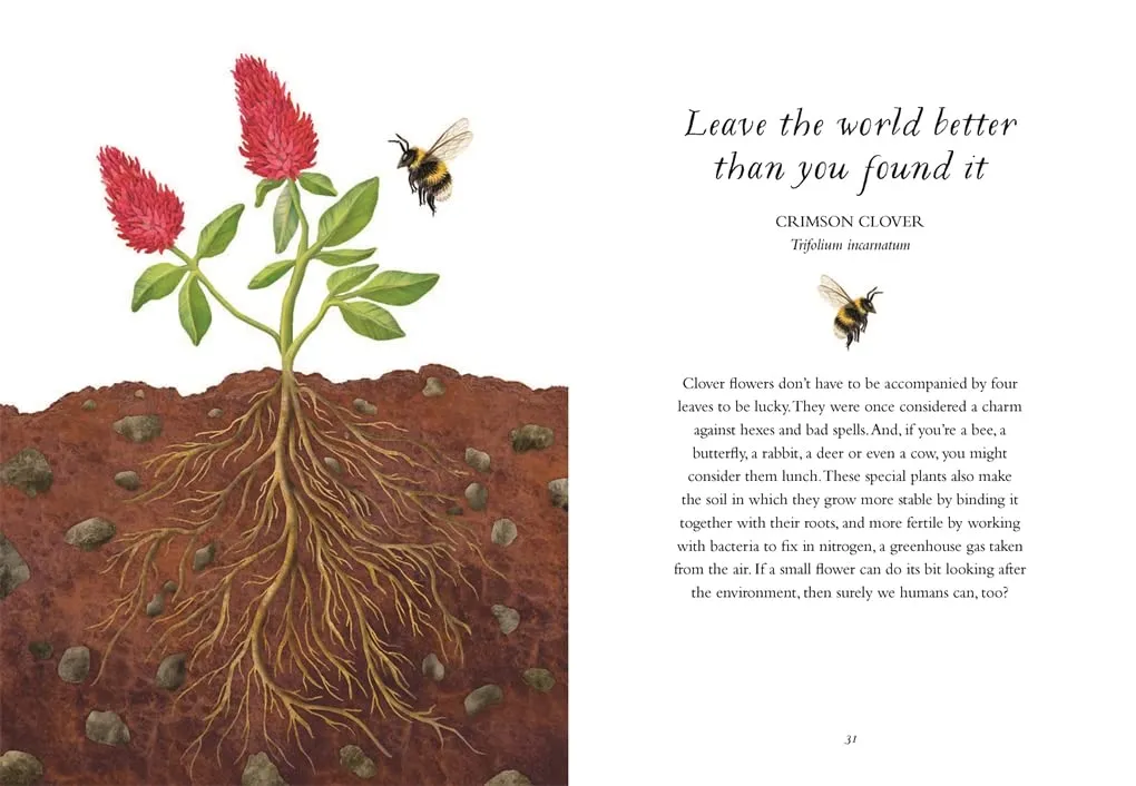 The Wisdom of Flowers: Essential Life Lessons for Joy and Wellbeing