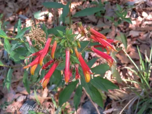 Tubular red flowers, Mexico