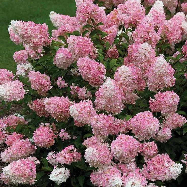 Vanilla Strawberry Hydrangea (Hydrangea paniculata 'Renhy') - 3 Gallon Potted Shrub