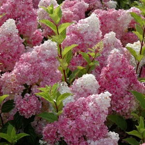 Vanilla Strawberry Hydrangea (Hydrangea paniculata 'Renhy') - 3 Gallon Potted Shrub